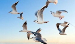 海鸥官方爆料视频大全最新,揭秘最新科技与时尚潮流