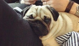 巴哥爆料角色视频,角色视频揭秘，精彩瞬间抢先看